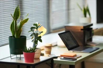 A close-up of a bright white desk with several potted snake plants, a laptop, and notebooks, demonstrating the use of natural elements in feng shui