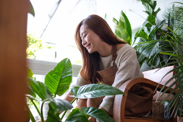 Feng Shui Plants for Abundance and Wealth A woman tending to a lush green plant, placed in the wealth corner of her home to attract prosperity according to Feng Shui