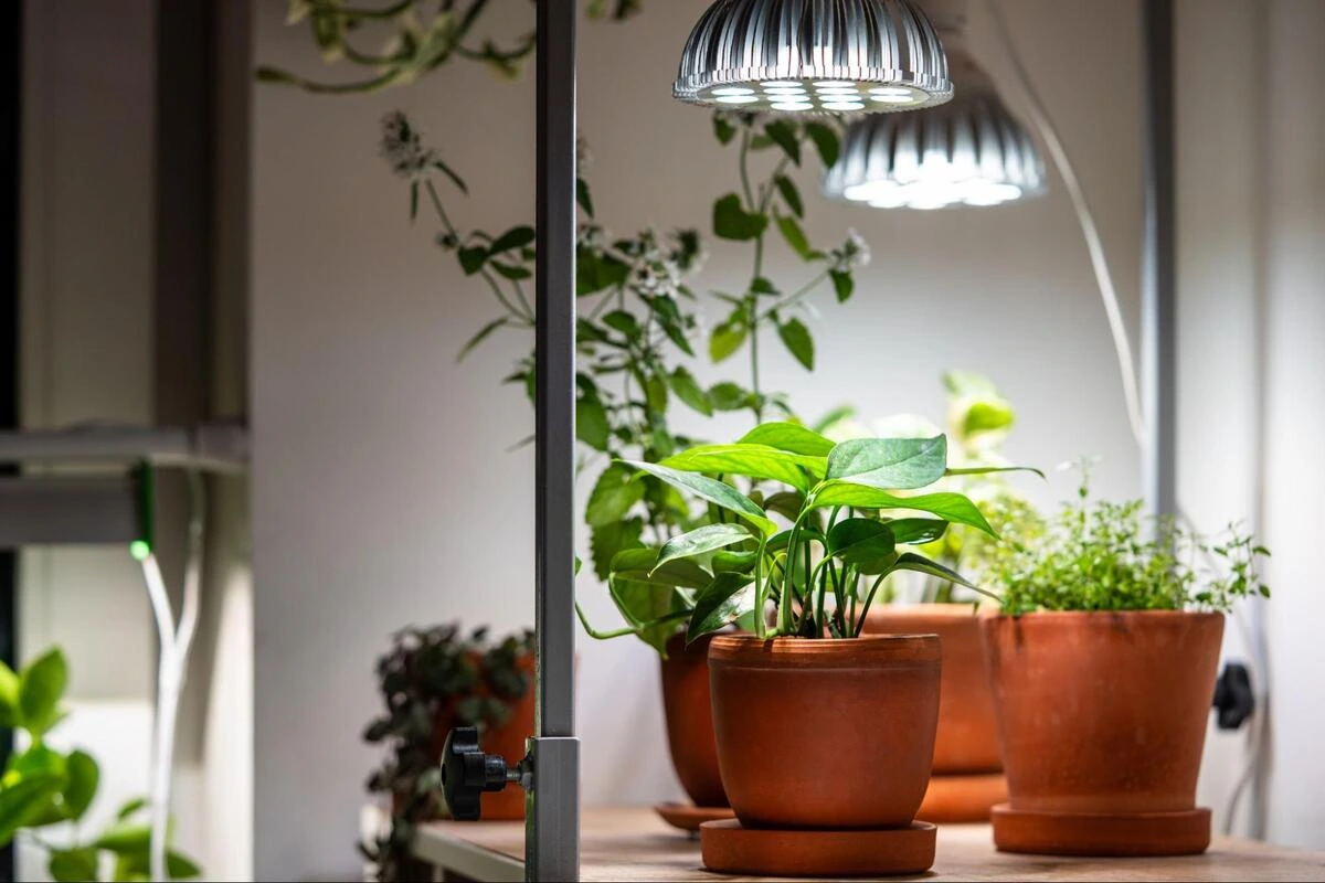 Feng Shui Plants for Energy Balance at Home Indoor plants under grow lights are used as a feng shui remedy to restore balance and improve energy flow at home